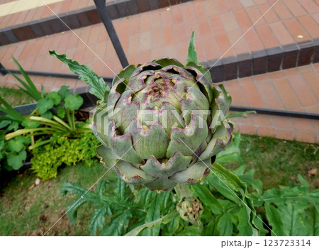 アーティチョーク みなとみらい アーティチョーク みなとみらい 123723314