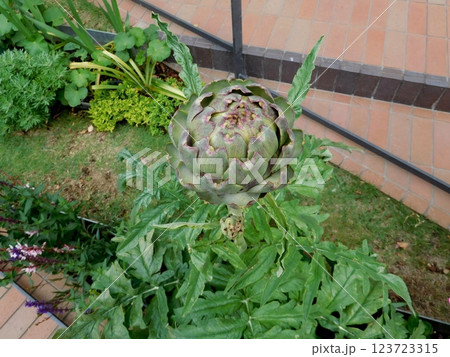 アーティチョーク　みなとみらい 123723315