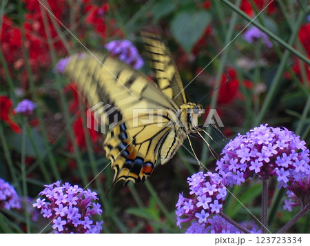花の蜜を吸うアゲハチョウ 花の蜜を吸うアゲハチョウ 123723334