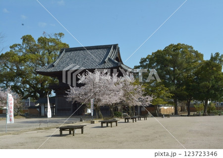 周防国分寺の桜 123723346