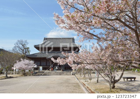 周防国分寺の桜 周防国分寺の桜 123723347