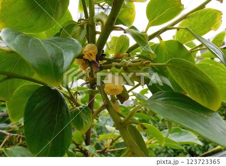 カキの花 123723365