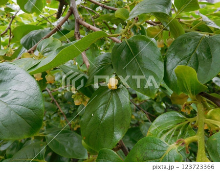 カキの花 カキの花 123723366