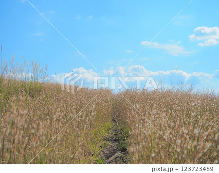 鹿児島県湧水町　栗野岳レクリエーション村の山の風景 123723489