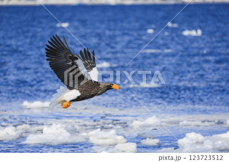 海の王者 流氷の使者 オオワシ 北海道目梨郡羅臼町にて撮影 123723512