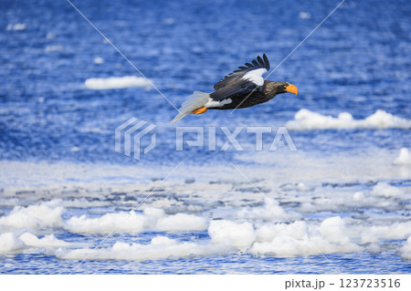 海の王者 流氷の使者 オオワシ 北海道目梨郡羅臼町にて撮影 海の王者 流氷の使者 オオワシ 北海道目梨郡羅臼町にて撮影 123723516