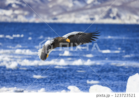 海の王者 流氷の使者 オオワシ 北海道目梨郡羅臼町にて撮影 123723521