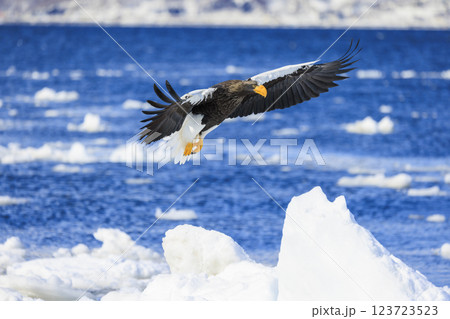 海の王者 流氷の使者 オオワシ 北海道目梨郡羅臼町にて撮影 123723523