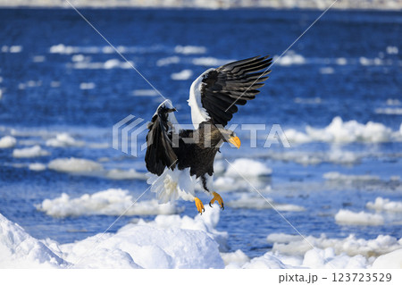海の王者 流氷の使者 オオワシ 北海道目梨郡羅臼町にて撮影 海の王者 流氷の使者 オオワシ 北海道目梨郡羅臼町にて撮影 123723529