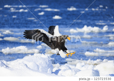 海の王者 流氷の使者 オオワシ 北海道目梨郡羅臼町にて撮影 海の王者 流氷の使者 オオワシ 北海道目梨郡羅臼町にて撮影 123723530