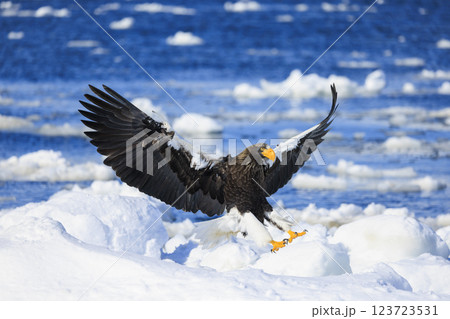 海の王者 流氷の使者 オオワシ 北海道目梨郡羅臼町にて撮影 海の王者 流氷の使者 オオワシ 北海道目梨郡羅臼町にて撮影 123723531