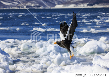 海の王者 流氷の使者 オオワシ 北海道目梨郡羅臼町にて撮影 123723551