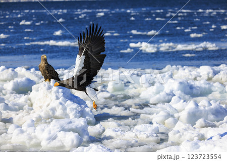 海の王者 流氷の使者 オオワシ 北海道目梨郡羅臼町にて撮影 海の王者 流氷の使者 オオワシ 北海道目梨郡羅臼町にて撮影 123723554