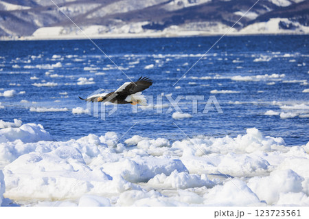 海の王者 流氷の使者 オオワシ 北海道目梨郡羅臼町にて撮影 海の王者 流氷の使者 オオワシ 北海道目梨郡羅臼町にて撮影 123723561