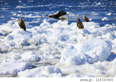 海の王者 流氷の使者 オオワシ 北海道目梨郡羅臼町にて撮影 123723565