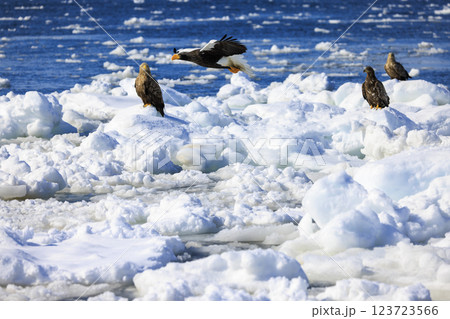 海の王者 流氷の使者 オオワシ 北海道目梨郡羅臼町にて撮影 123723566