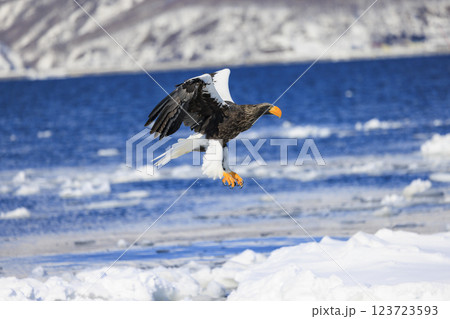 海の王者 流氷の使者 オオワシ 北海道目梨郡羅臼町にて撮影 123723593