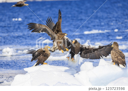海の王者 流氷の使者 オオワシ 北海道目梨郡羅臼町にて撮影 123723598