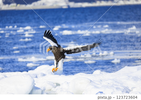 海の王者 流氷の使者 オオワシ 北海道目梨郡羅臼町にて撮影 123723604