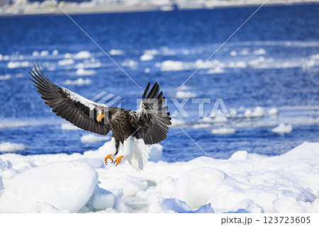 海の王者 流氷の使者 オオワシ 北海道目梨郡羅臼町にて撮影 123723605