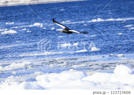 海の王者 流氷の使者 オオワシ 北海道目梨郡羅臼町にて撮影 123723606