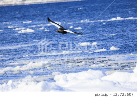海の王者 流氷の使者 オオワシ 北海道目梨郡羅臼町にて撮影 海の王者 流氷の使者 オオワシ 北海道目梨郡羅臼町にて撮影 123723607