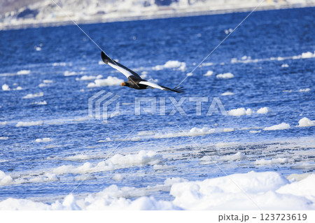 海の王者 流氷の使者 オオワシ 北海道目梨郡羅臼町にて撮影 海の王者 流氷の使者 オオワシ 北海道目梨郡羅臼町にて撮影 123723619