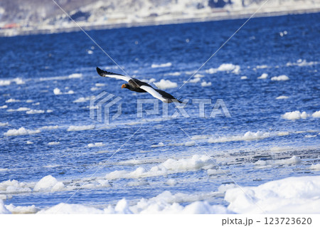 海の王者 流氷の使者 オオワシ 北海道目梨郡羅臼町にて撮影 123723620
