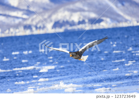海の王者 流氷の使者 オオワシ 北海道目梨郡羅臼町にて撮影 123723649