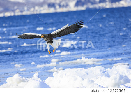 海の王者 流氷の使者 オオワシ 北海道目梨郡羅臼町にて撮影 海の王者 流氷の使者 オオワシ 北海道目梨郡羅臼町にて撮影 123723654