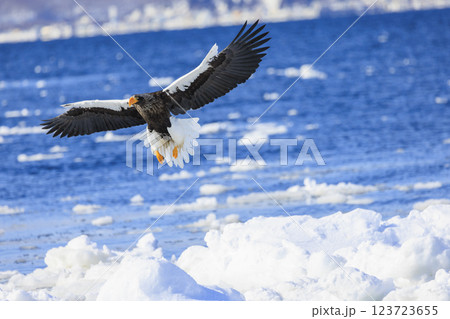 海の王者 流氷の使者 オオワシ 北海道目梨郡羅臼町にて撮影 海の王者 流氷の使者 オオワシ 北海道目梨郡羅臼町にて撮影 123723655