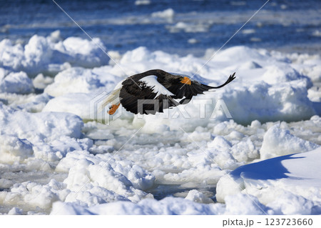 海の王者 流氷の使者 オオワシ 北海道目梨郡羅臼町にて撮影 123723660