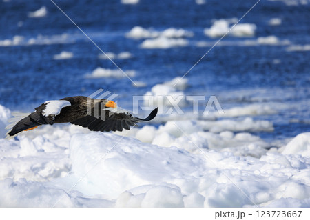 海の王者 流氷の使者 オオワシ 北海道目梨郡羅臼町にて撮影 123723667