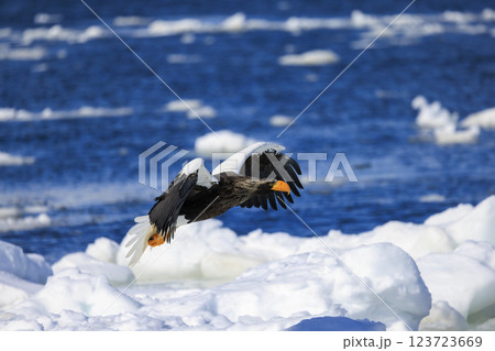 海の王者 流氷の使者 オオワシ 北海道目梨郡羅臼町にて撮影 海の王者 流氷の使者 オオワシ 北海道目梨郡羅臼町にて撮影 123723669
