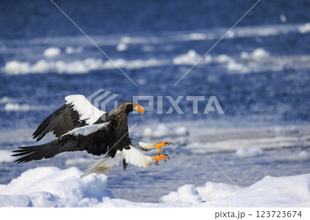 海の王者 流氷の使者 オオワシ 北海道目梨郡羅臼町にて撮影 海の王者 流氷の使者 オオワシ 北海道目梨郡羅臼町にて撮影 123723674