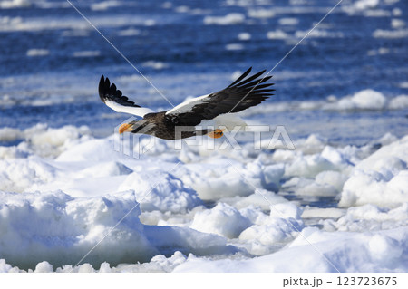 海の王者 流氷の使者 オオワシ 北海道目梨郡羅臼町にて撮影 123723675