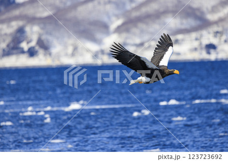 海の王者 流氷の使者 オオワシ 北海道目梨郡羅臼町にて撮影 123723692