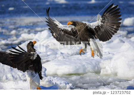 海の王者 流氷の使者 オオワシ 北海道目梨郡羅臼町にて撮影 123723702