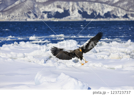 海の王者 流氷の使者 オオワシ 北海道目梨郡羅臼町にて撮影 123723737