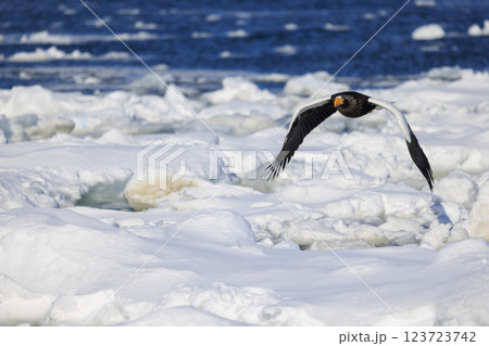 海の王者 流氷の使者 オオワシ 北海道目梨郡羅臼町にて撮影 123723742
