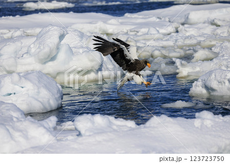 海の王者 流氷の使者 オオワシ 北海道目梨郡羅臼町にて撮影 123723750