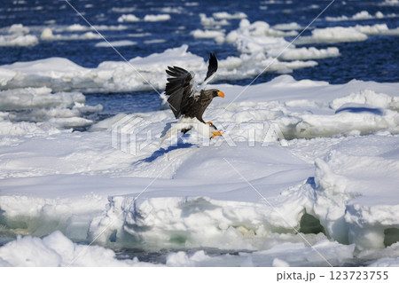 海の王者 流氷の使者 オオワシ 北海道目梨郡羅臼町にて撮影 123723755