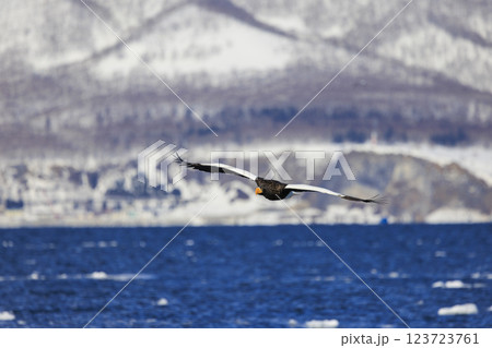 海の王者 流氷の使者 オオワシ 北海道目梨郡羅臼町にて撮影 海の王者 流氷の使者 オオワシ 北海道目梨郡羅臼町にて撮影 123723761