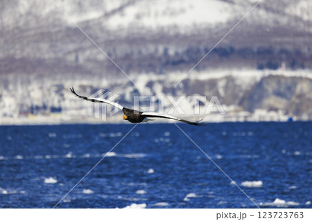 海の王者 流氷の使者 オオワシ 北海道目梨郡羅臼町にて撮影 123723763