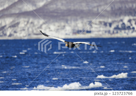 海の王者 流氷の使者 オオワシ 北海道目梨郡羅臼町にて撮影 123723766