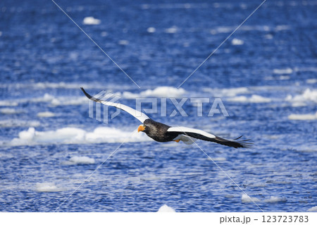 海の王者 流氷の使者 オオワシ 北海道目梨郡羅臼町にて撮影 123723783