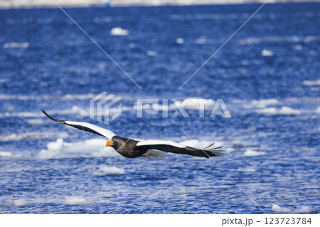 海の王者 流氷の使者 オオワシ 北海道目梨郡羅臼町にて撮影 123723784