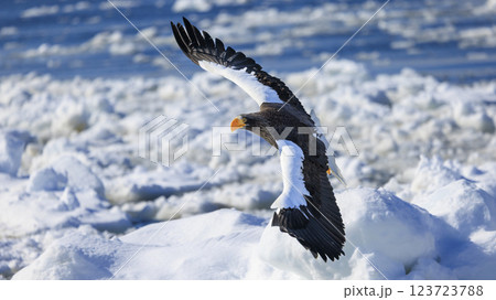 海の王者 流氷の使者 オオワシ 北海道目梨郡羅臼町にて撮影 123723788