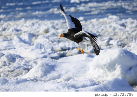 海の王者 流氷の使者 オオワシ 北海道目梨郡羅臼町にて撮影 123723789