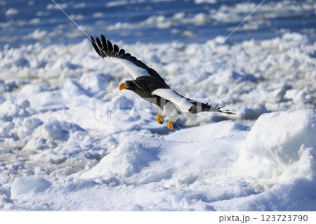 海の王者 流氷の使者 オオワシ 北海道目梨郡羅臼町にて撮影 123723790
